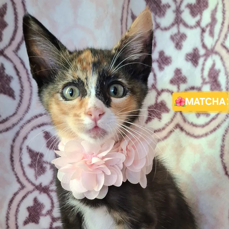 A baby small-sized female Calico Calico cat named Matcha for adoption in Fullerton, CA