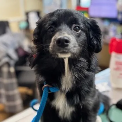 A young small-sized female Black Chihuahua dog named Polly for adoption in Springboro, OH