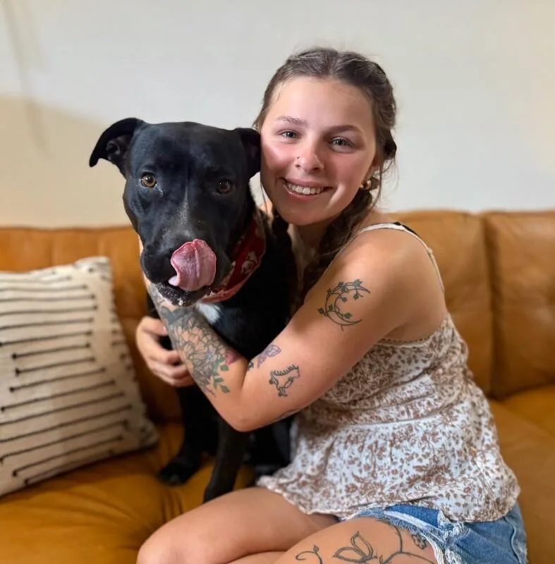 A young large-sized male Black Pit Bull Terrier dog named Kismet The Love Sponge for adoption in Friendswood, TX