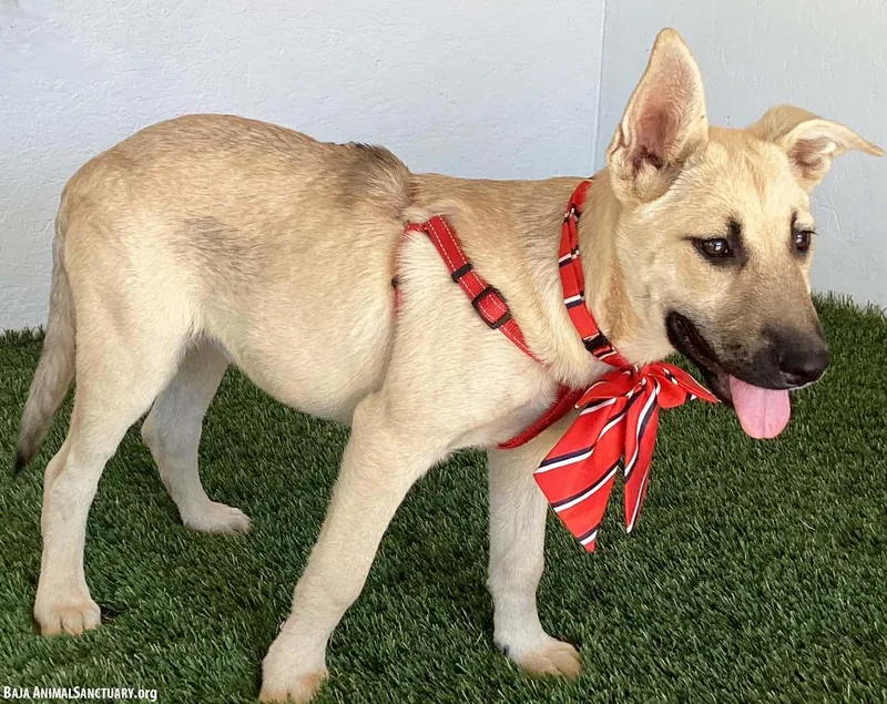 A baby medium-sized female Yellow / Tan / Blond / Fawn German Shepherd Dog named Caroline for adoption in San Diego, CA