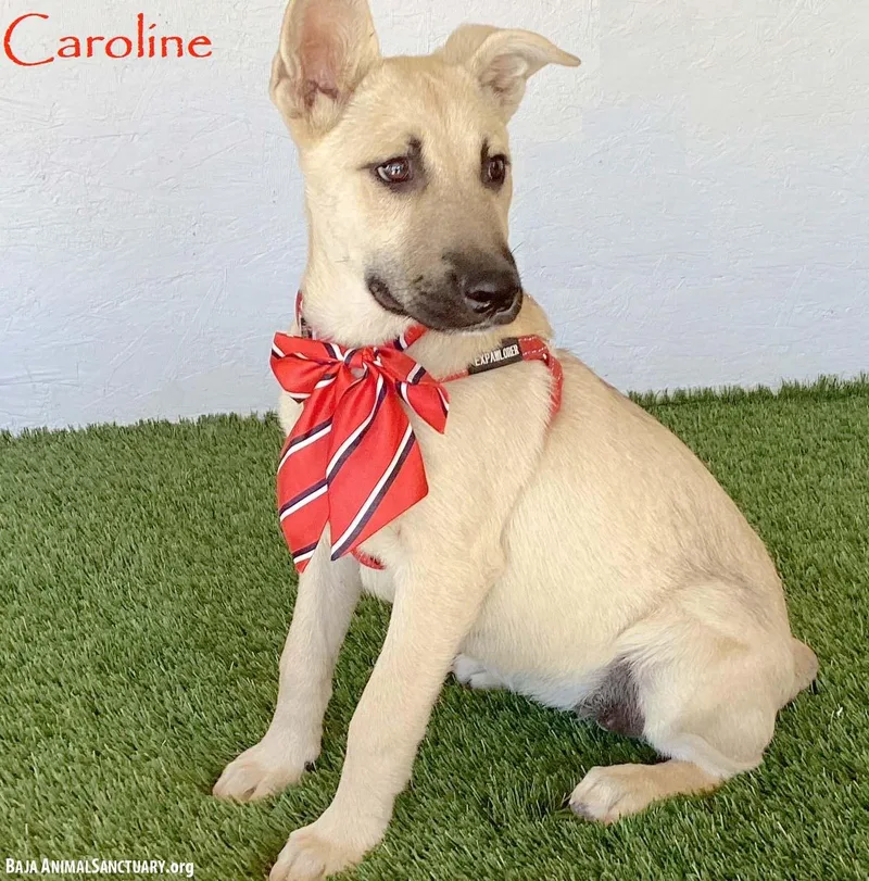 Caroline thumbnail 2