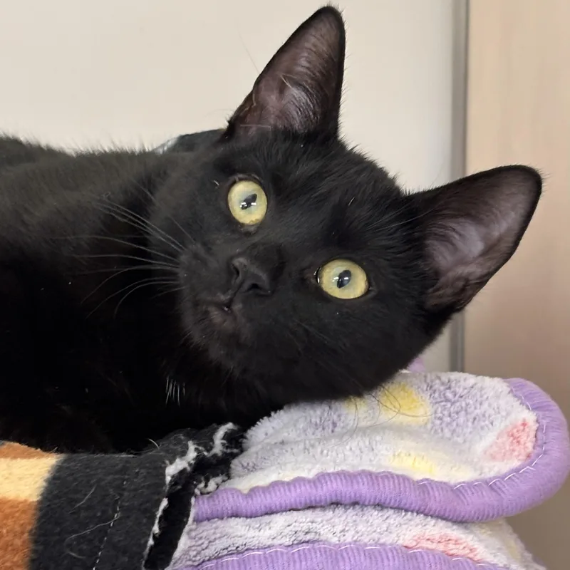 A baby medium-sized female Black Domestic Short Hair cat named Dehlia for adoption in Batavia, NY