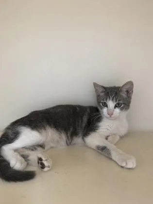 A baby small-sized female Domestic Short Hair cat named Barla for adoption in Chamblee, GA