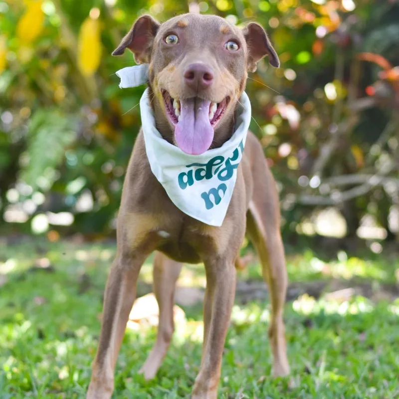 An adult small-sized male Yellow / Tan / Blond / Fawn Mixed Breed dog named Newt for adoption in Kailua Kona, HI