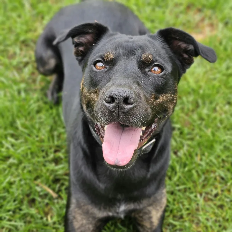 A young medium-sized female Black Terrier dog named Sable for adoption in Lapeer, MI