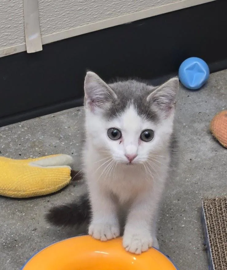 A baby small-sized female Gray & White Domestic Short Hair cat named Raindrop for adoption in New Rochelle, NY