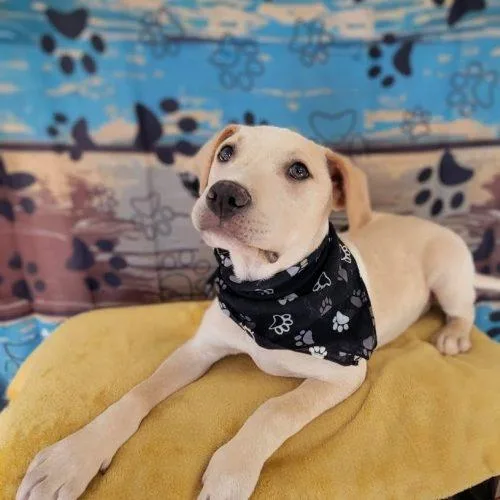 A young small-sized male Apricot / Beige Labrador Retriever dog named Wolfie for adoption in Leesburg, AL