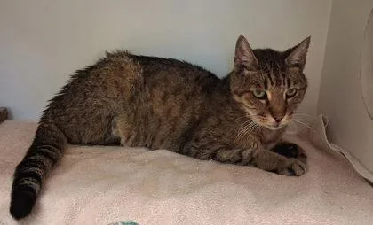 An adult medium-sized male Domestic Short Hair cat named Mikey for adoption in Fairfax, VA