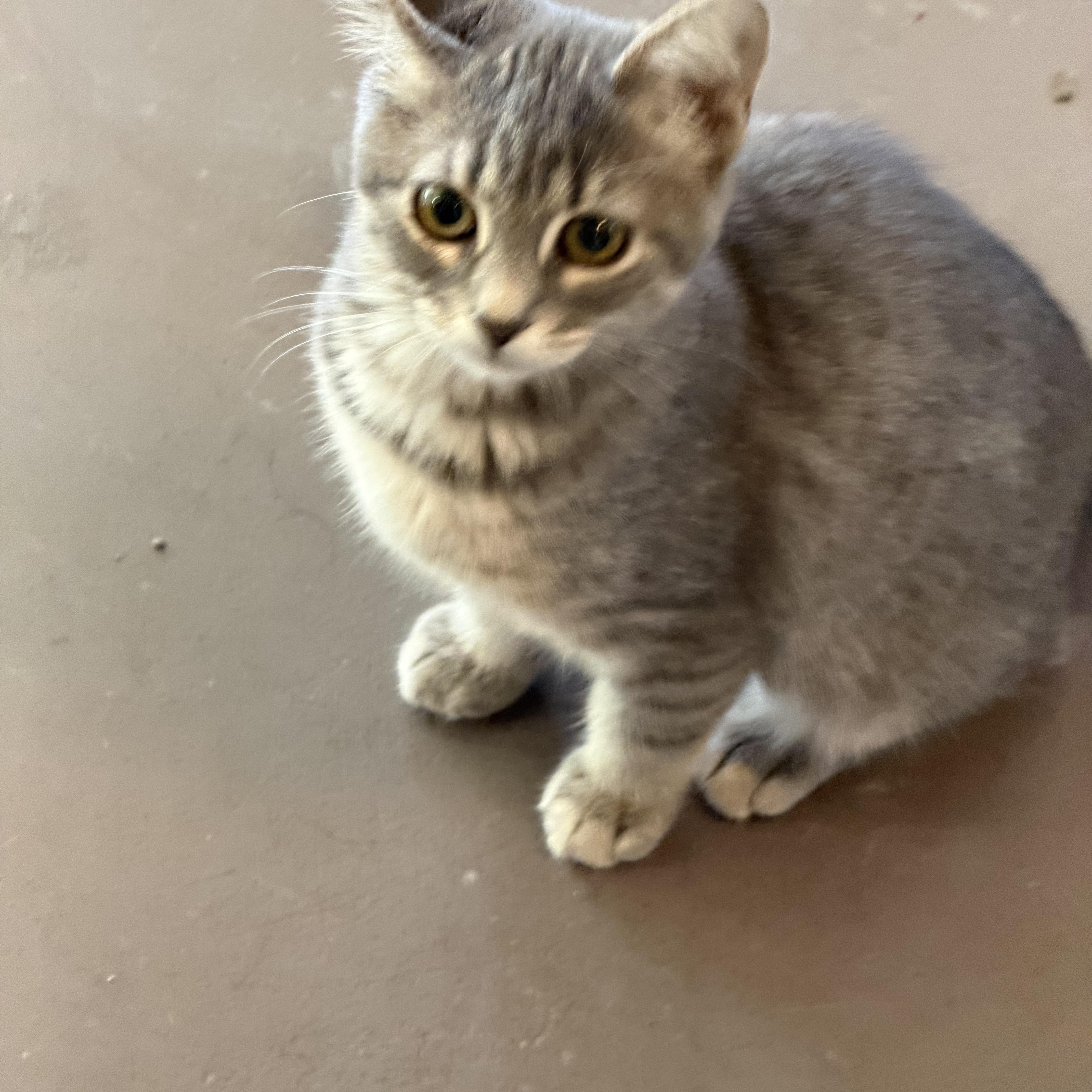 A baby small-sized female Domestic Short Hair cat named Mel for adoption in Davisburg, MI