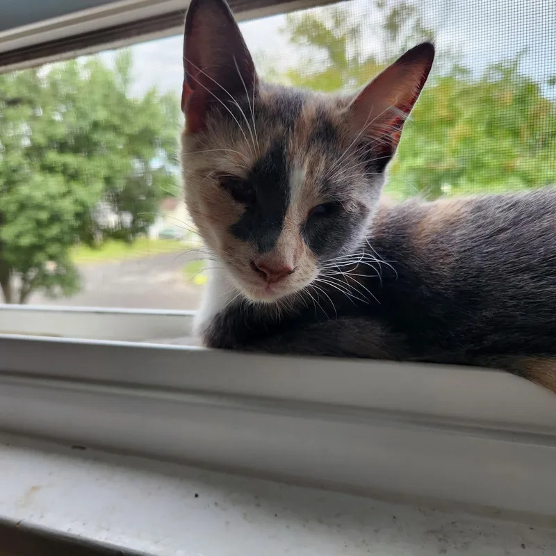 A baby medium-sized female Calico cat named Molly for adoption in Turnersville, NJ