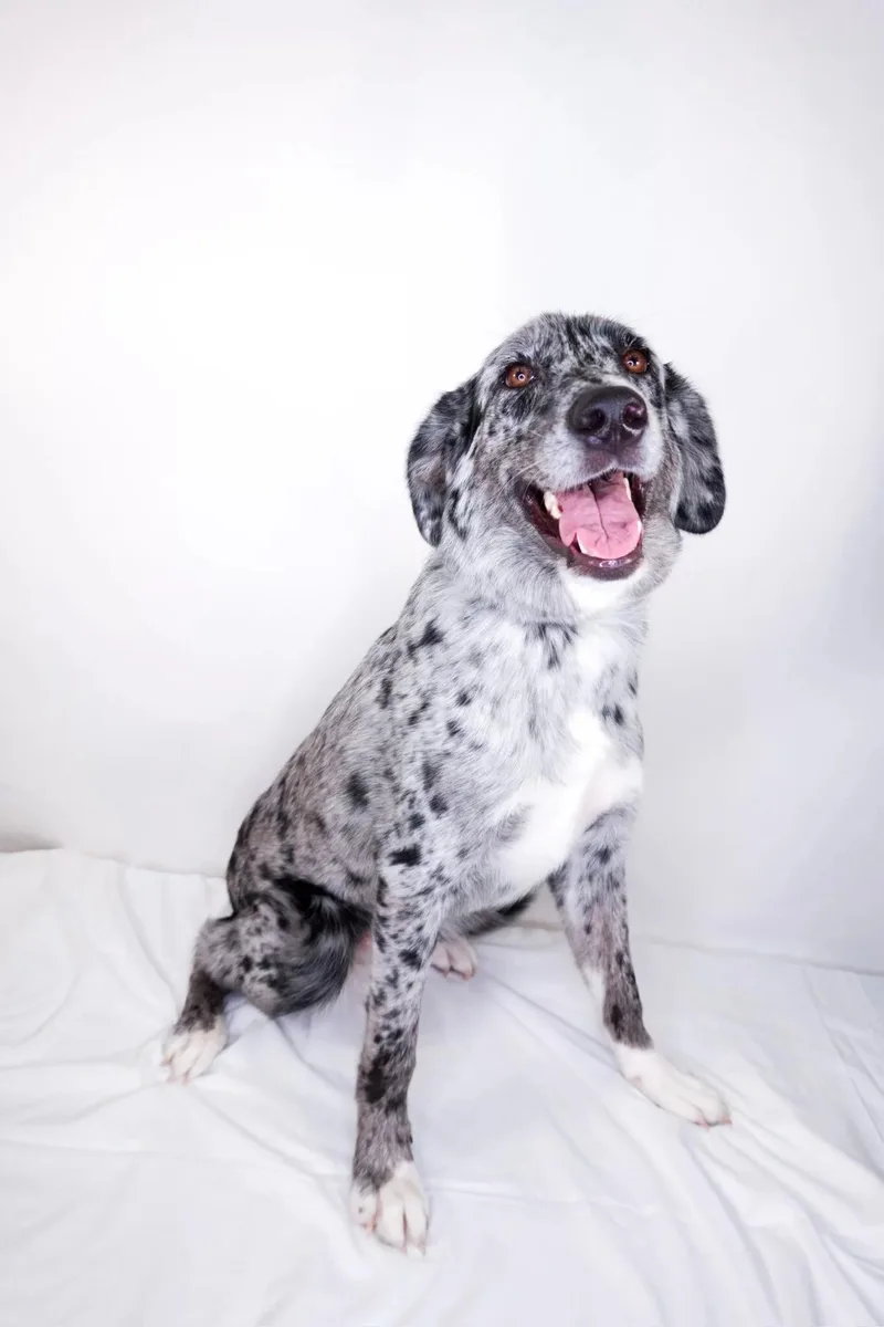 A young large-sized female Merle (Blue) Australian Shepherd dog named Billie for adoption in Bixby, OK