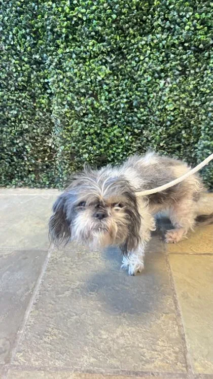 A young small-sized female Gray / Blue / Silver Mixed Breed dog named 60992761 for adoption in El Paso, TX