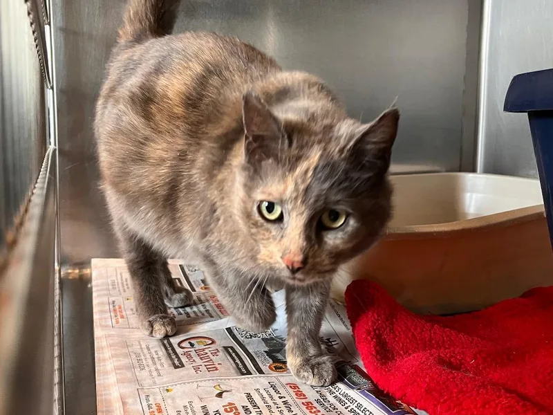 An adult medium-sized female Domestic Short Hair cat named Mrs. Norris for adoption in Peru, NY