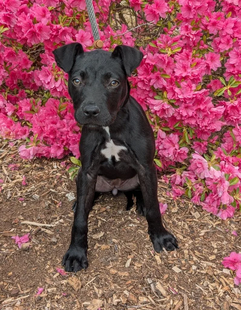 A baby medium-sized female Shar-Pei dog named Daphne for adoption in Madison, GA
