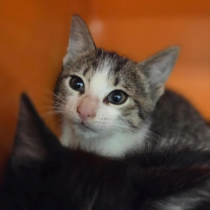 A baby small-sized female Brown / Chocolate Domestic Short Hair cat named Storm for adoption in Houston, TX