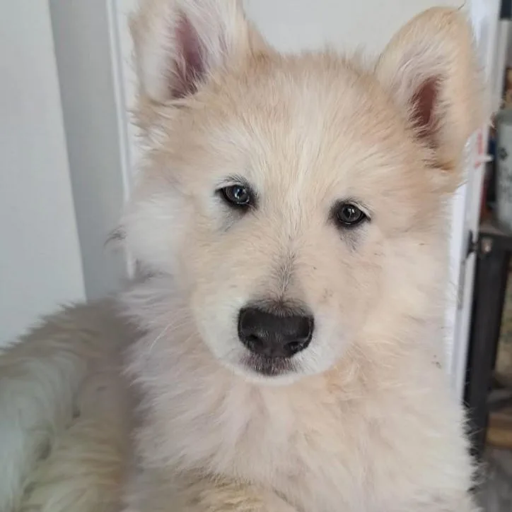 A baby medium-sized male Shepherd dog named Shepsky male for adoption in Agua Dulce, CA