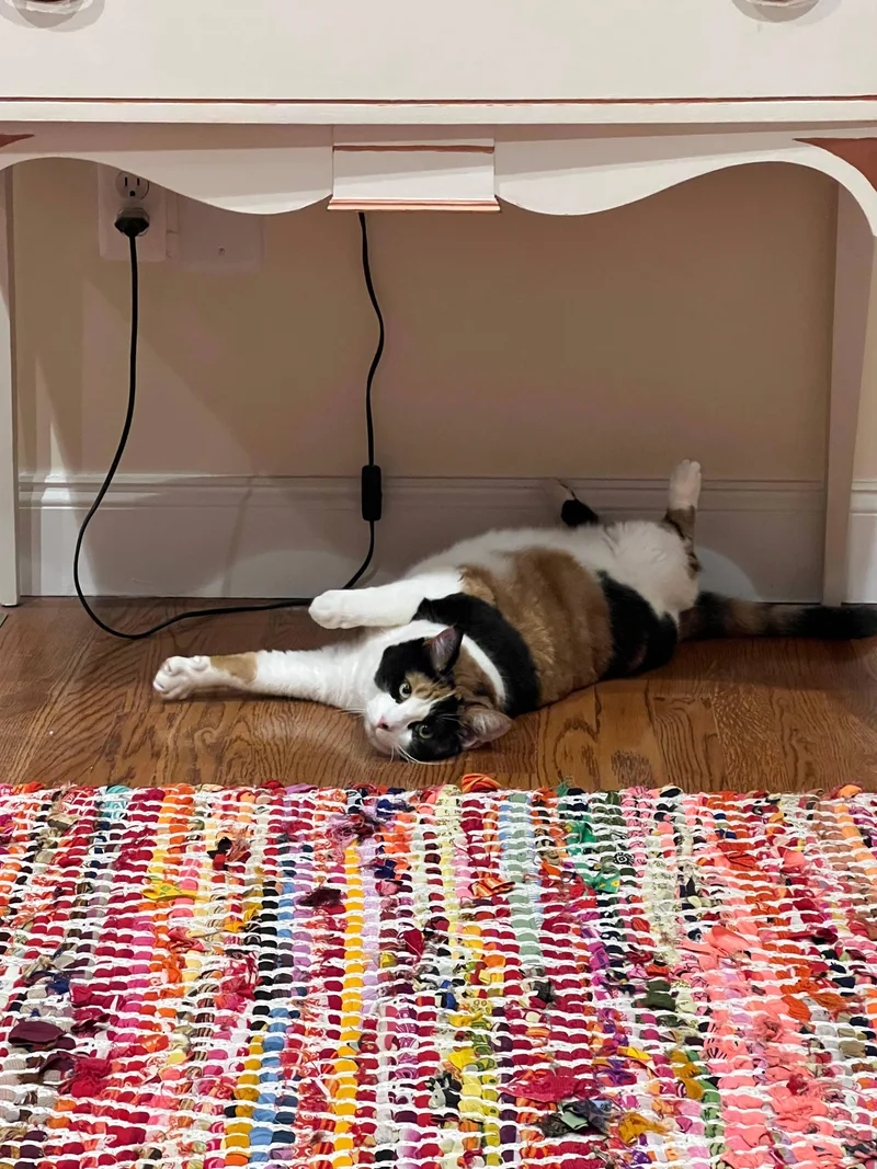 An adult medium-sized female Domestic Short Hair cat named Layla for adoption in Melrose, MA