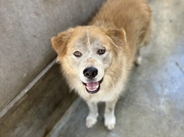 An adult large-sized male Turkish Kangal dog named Gru for adoption in San Pedro, CA