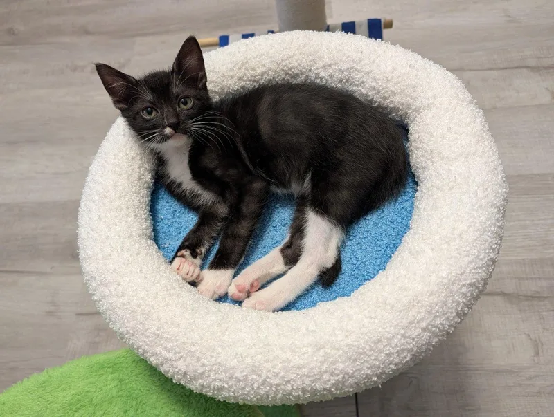 A baby small-sized male Tabby (Gray / Blue / Silver) Domestic Short Hair cat named Coryo for adoption in Raleigh, NC