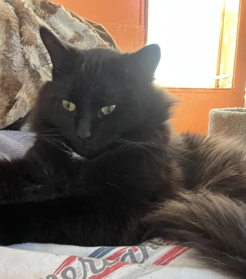 A young medium-sized male Black Domestic Medium Hair cat named Hudson for adoption in Proctor, MN