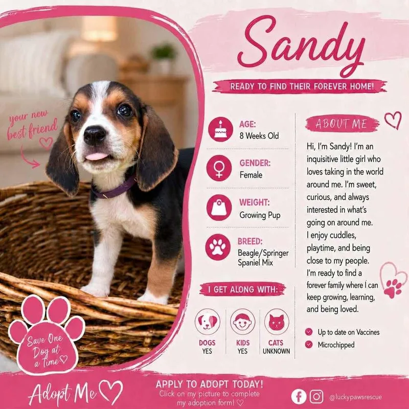 Grease Litter  Sandy thumbnail 6