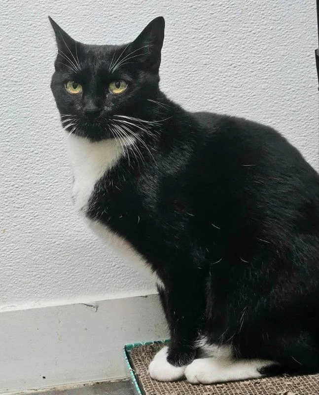 A young medium-sized female Black & White / Tuxedo Domestic Short Hair cat named Mia for adoption in Gonic, NH