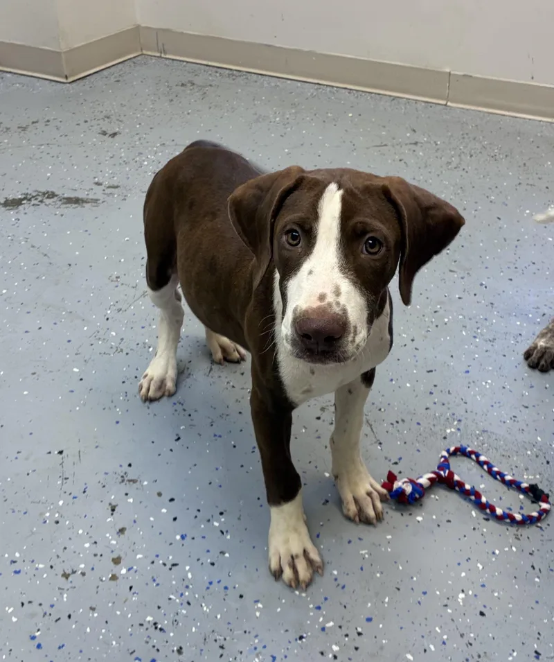 A baby large-sized male White / Cream German Shorthaired Pointer dog named Riggs for adoption in Senatobia, MS