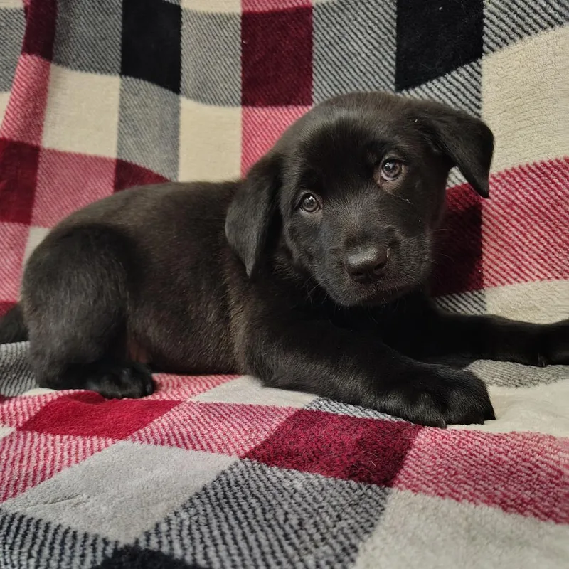 Colby