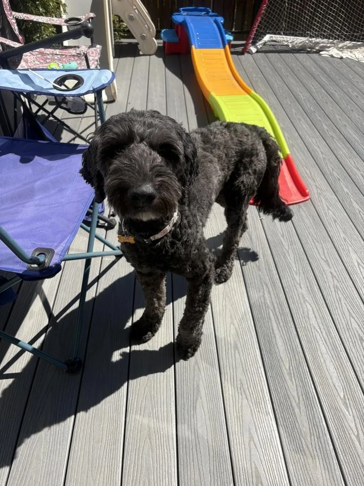An adult large-sized male Labradoodle dog named Bob for adoption in Thornton, CO