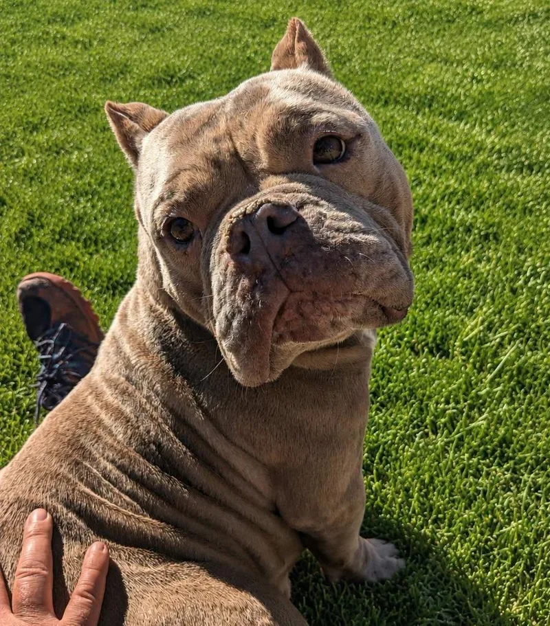 An adult large-sized female American Bulldog dog named Roxy for adoption in Muskegon, MI