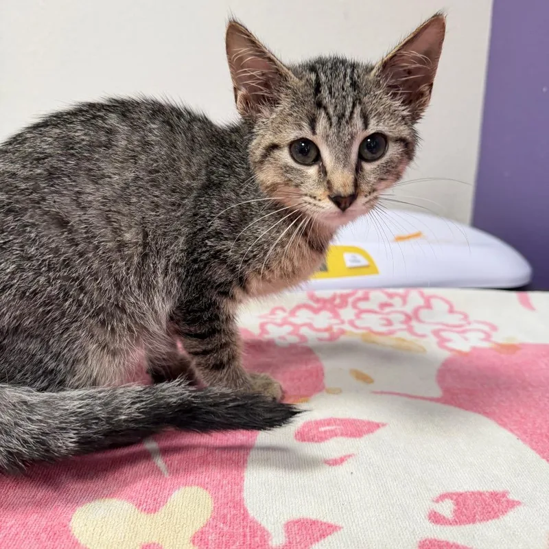 A baby small-sized male Gray / Blue / Silver Domestic Short Hair cat named Neptune for adoption in Englewood, FL