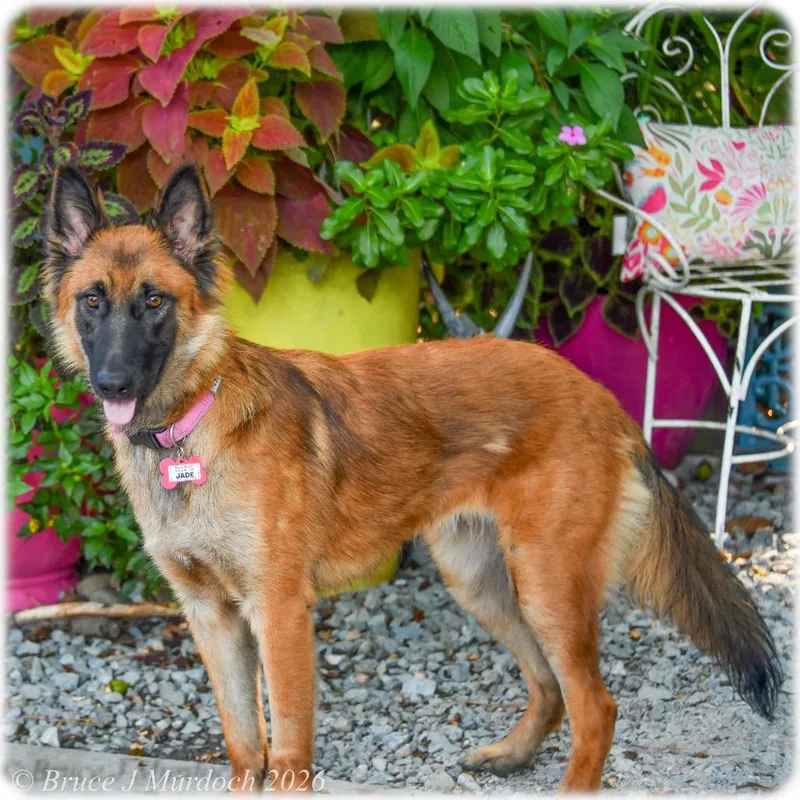 A young medium-sized female Yellow / Tan / Blond / Fawn Belgian Shepherd / Malinois dog named Jade for adoption in Wake Forest, NC