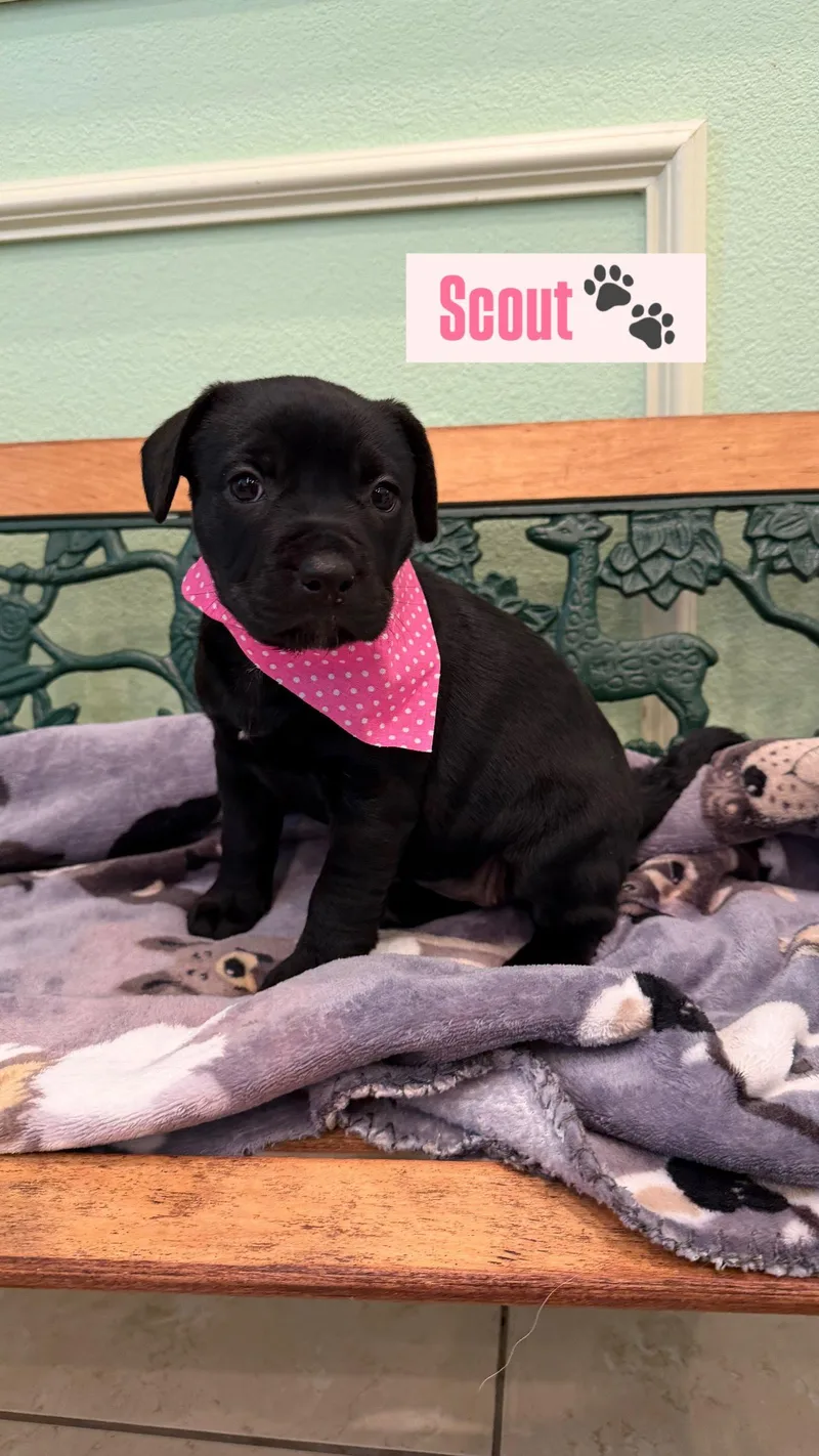A baby medium-sized female Pit Bull Terrier dog named Scout for adoption in Plano, TX