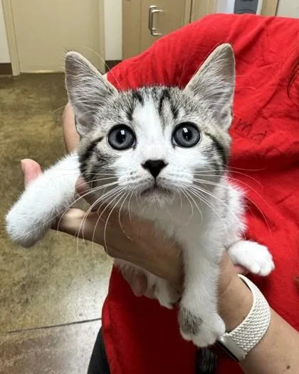A baby small-sized male Domestic Short Hair cat named Matisse for adoption in Brunswick, GA