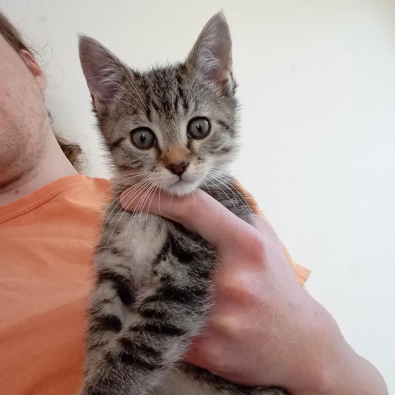 A baby medium-sized male Tabby cat named Snoopy for adoption in Columbia, SC