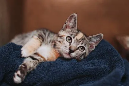 A young small-sized female Domestic Short Hair cat named B Sable for adoption in North Charleston, SC
