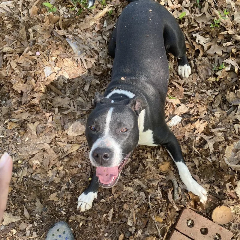 An adult medium-sized female Black Pit Bull Terrier dog named Tessa for adoption in Greensboro, NC