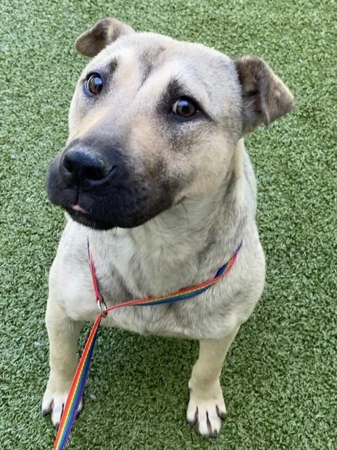 A young medium-sized female Black Mouth Cur dog named Noelle for adoption in Fayetteville, NC