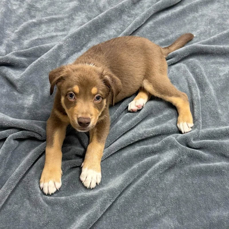 A baby medium-sized male Labrador Retriever dog named Noodle for adoption in Brenham, TX
