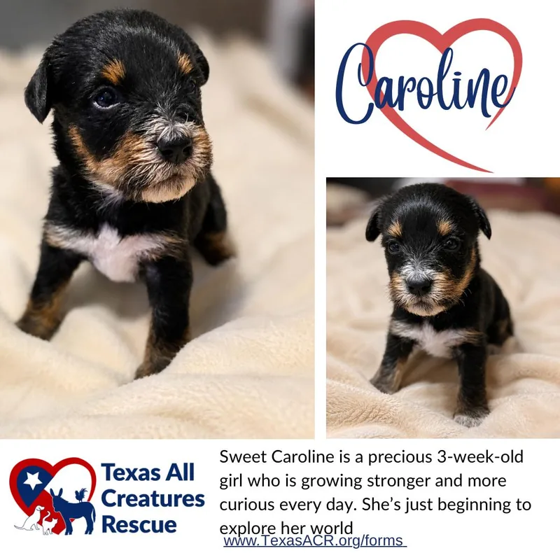 A baby medium-sized female Terrier dog named Caroline for adoption in Alvarado, TX