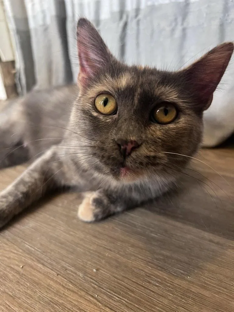 An adult medium-sized female Domestic Medium Hair cat named Penryn for adoption in Trenton, NJ