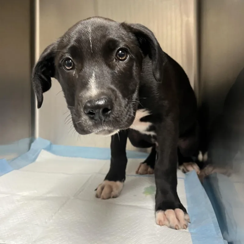A baby medium-sized male Black Mixed Breed dog named Tito for adoption in Columbiana, AL