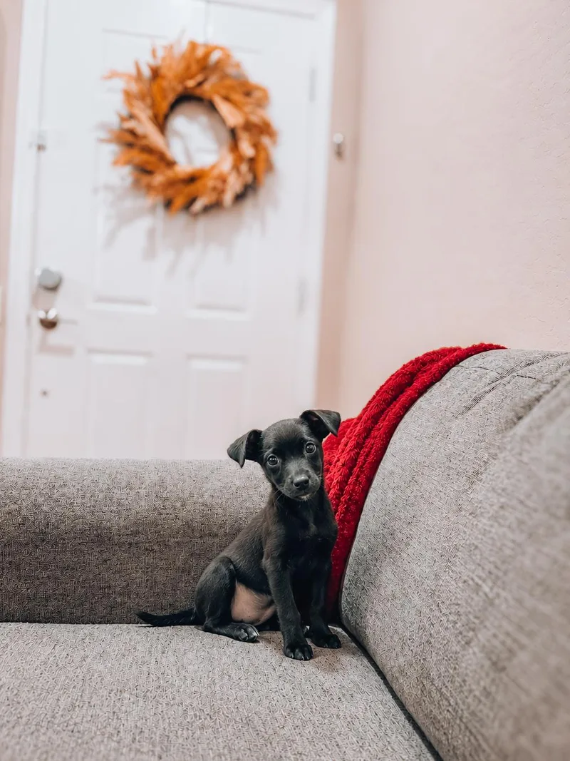 A baby medium-sized female Australian Kelpie dog named Posy for adoption in Goodyear, AZ