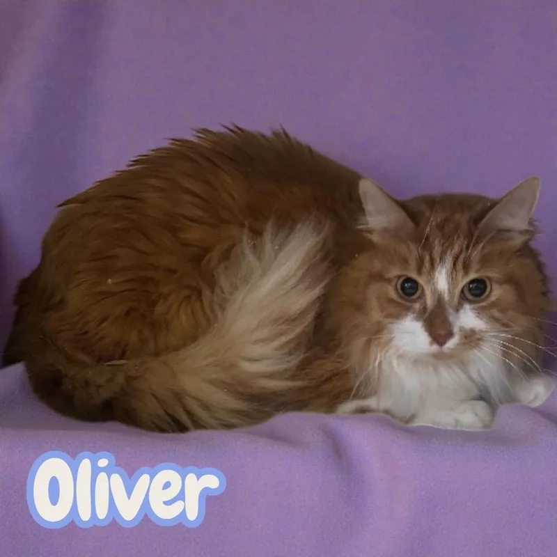Oliver