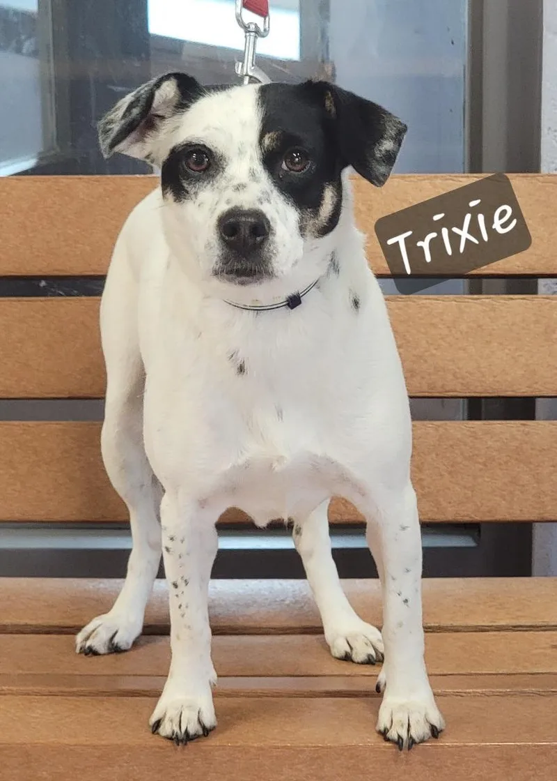 An adult small-sized female White / Cream Fox Terrier dog named Trixie for adoption in Prince Frederick, MD