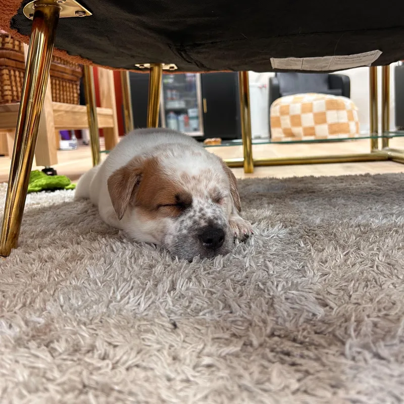 A baby medium-sized male White / Cream Australian Cattle Dog / Blue Heeler dog named Conrad for adoption in Pflugerville, TX