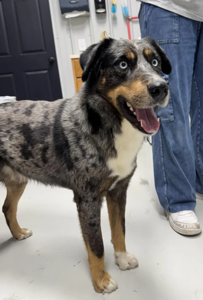 An adult medium-sized male Gray / Blue / Silver Catahoula Leopard Dog dog named Blue for adoption in Hartford, KY