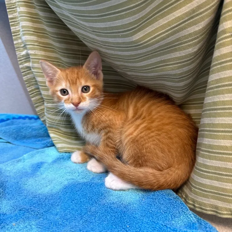 A baby small-sized male Orange / Red Domestic Short Hair cat named Miracle for adoption in Pittsburgh, PA