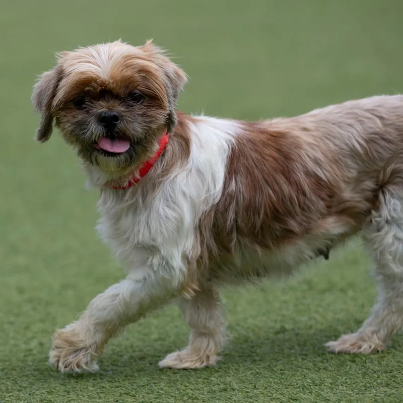 A senior small-sized female Shih Tzu dog named Samantha for adoption in Peyton, CO