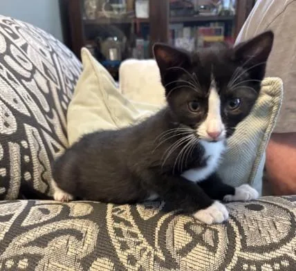 A baby small-sized male Domestic Short Hair cat named Dobby for adoption in Jacksonville, FL